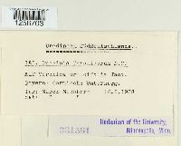 Puccinia albulensis image