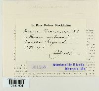 Puccinia albulensis image