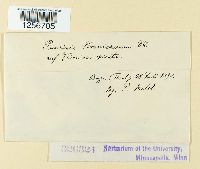 Puccinia albulensis image