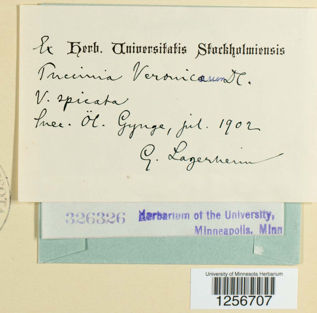 Puccinia albulensis image