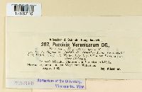 Puccinia albulensis image