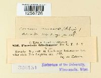 Puccinia arenariae image