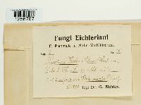 Puccinia violae image