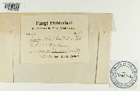 Puccinia violae image