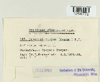 Puccinia violae image