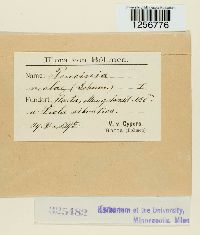 Puccinia violae image