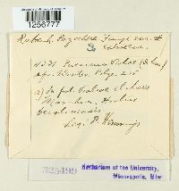 Puccinia violae image