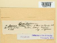 Puccinia violae image