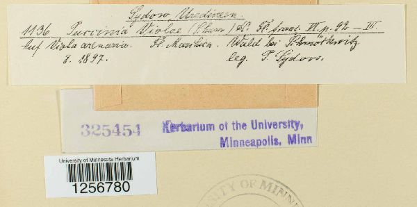 Puccinia violae image