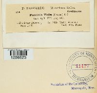 Puccinia violae image