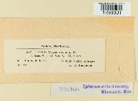 Puccinia violae image