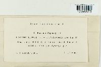 Puccinia asparagi image