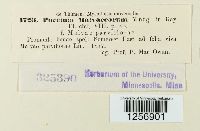 Puccinia malvacearum image