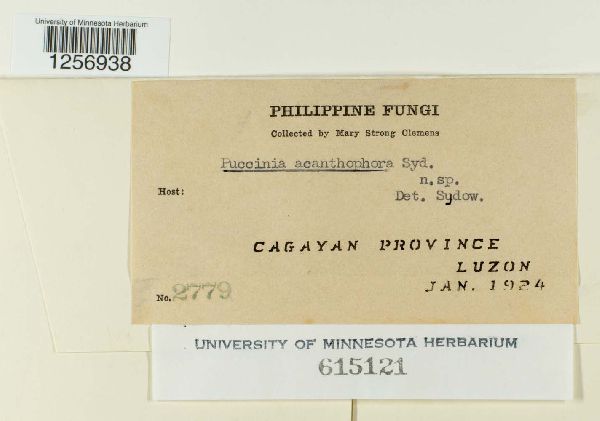 Puccinia acanthophora image