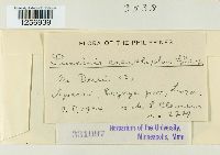 Puccinia acanthophora image