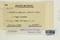 Puccinia acetosae image