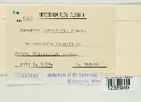 Puccinia recondita image