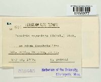 Puccinia argentata image