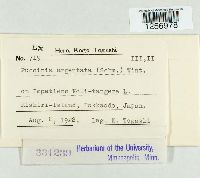 Puccinia argentata image