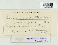 Puccinia argentata image