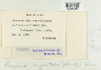 Puccinia argentata image