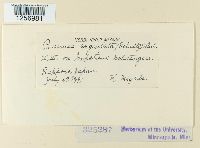 Puccinia argentata image