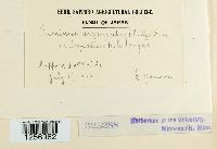 Puccinia argentata image