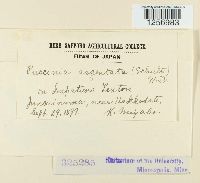 Puccinia argentata image