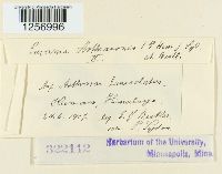 Kuehneola loeseneriana image