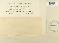 Puccinia asparagi image