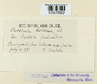 Puccinia calthae image