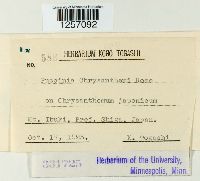 Puccinia chrysanthemi image