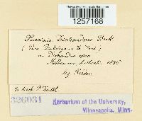 Puccinia dichondrae image