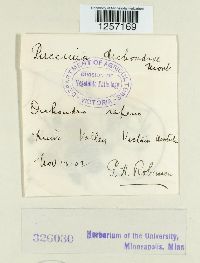 Puccinia dichondrae image