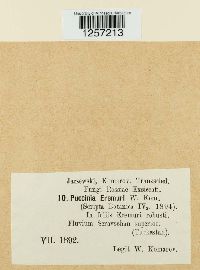 Puccinia eremuri image