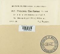 Puccinia gentianae image