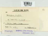 Puccinia graminis image