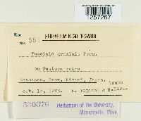 Puccinia graminis image