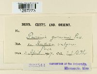 Puccinia graminis image