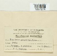 Puccinia graminis image