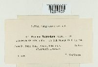 Puccinia magnusiana image