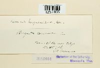 Puccinia magnusiana image