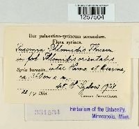 Puccinia phlomidis image