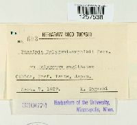 Puccinia polygoni-amphibii image