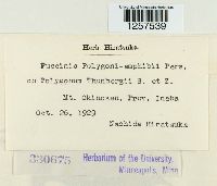 Puccinia polygoni-amphibii image