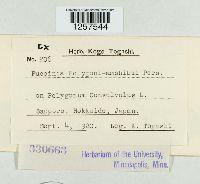 Puccinia polygoni-amphibii image