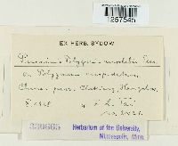 Puccinia polygoni-amphibii image