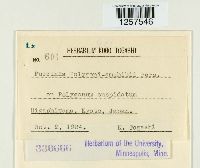 Puccinia polygoni-amphibii image