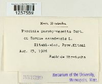 Puccinia porphyrogenita image