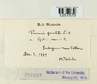 Puccinia punctata image